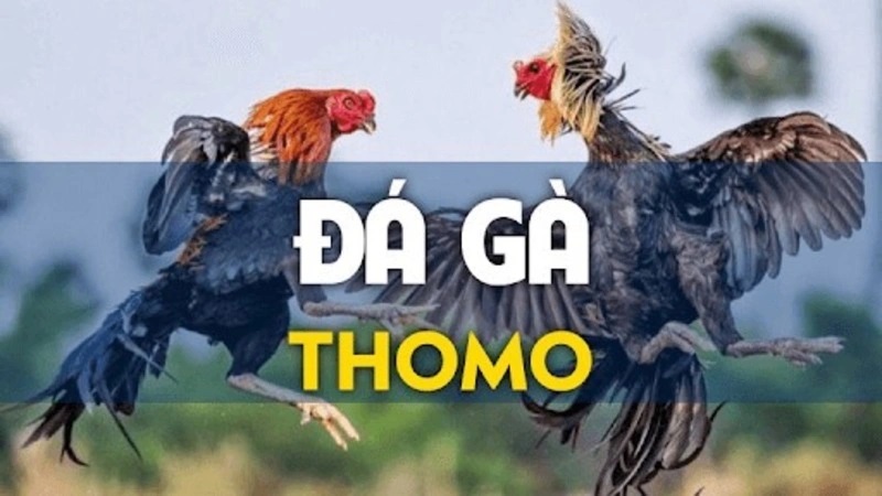 Đá Gà Thomo – Chiến Lược Đặt Cược Tối Ưu Nhất Tại 66vn